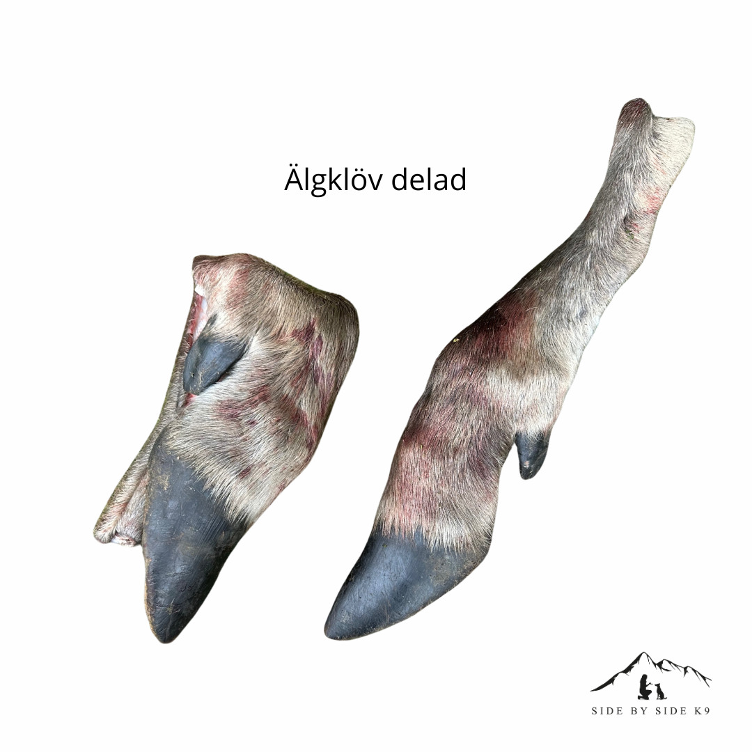 Älgskank