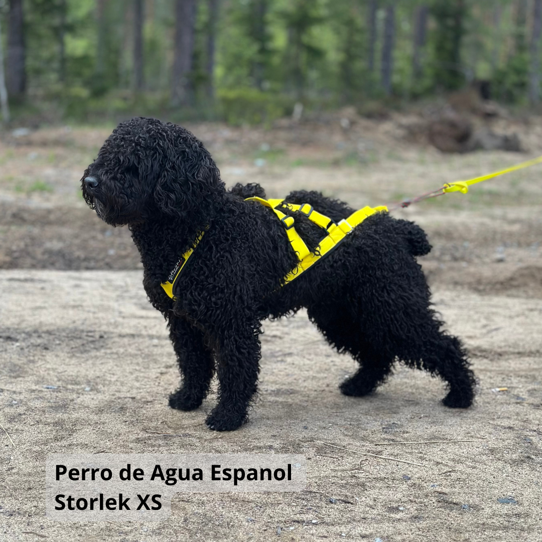 NEEWA sled dog X-back