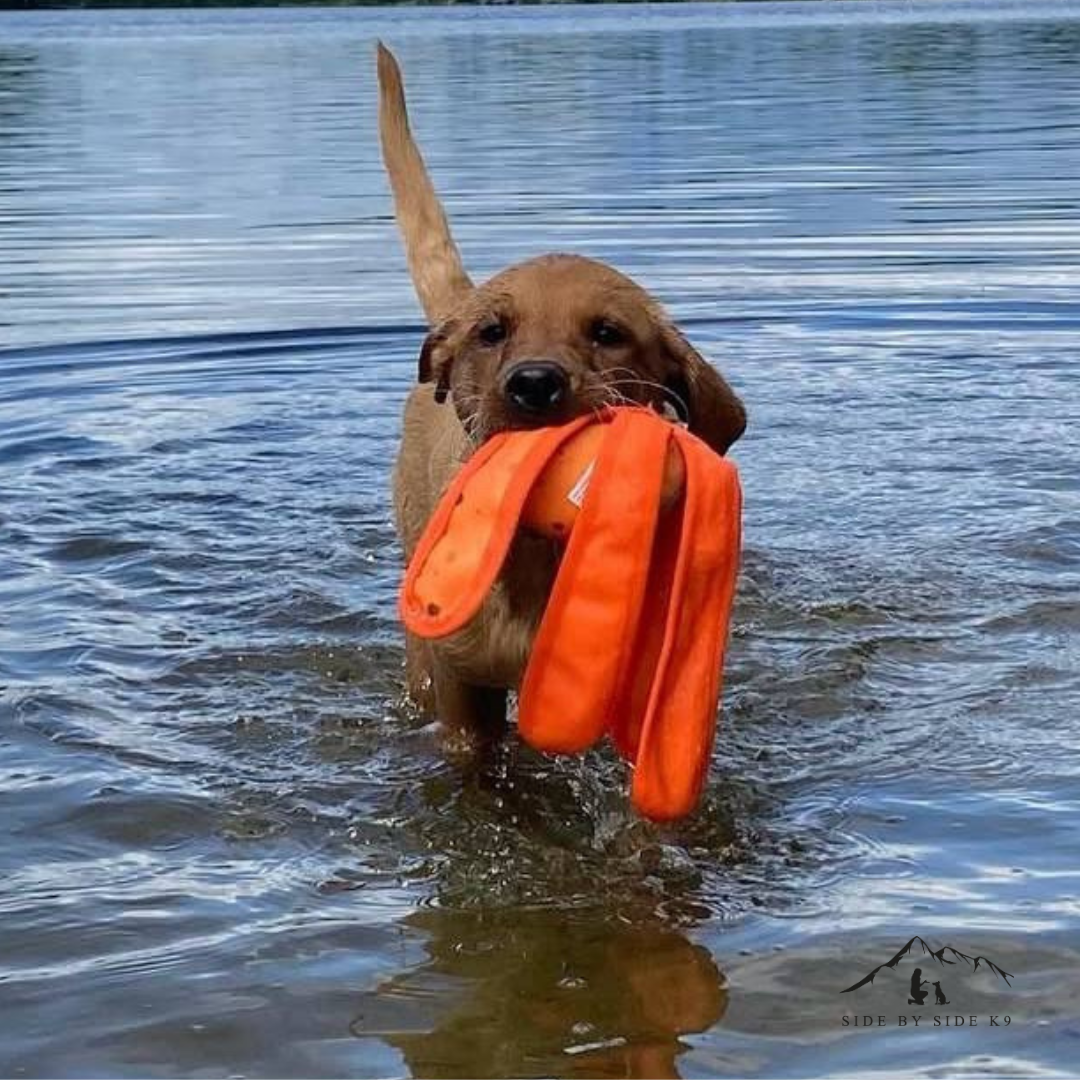 Dog Comets Alien Octo