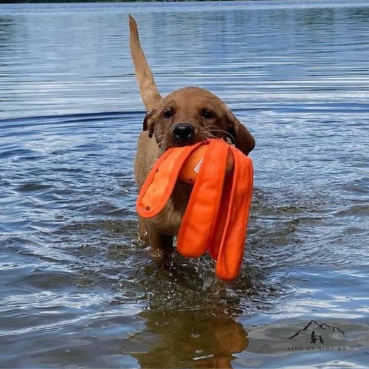 Dog Comets Alien Octo