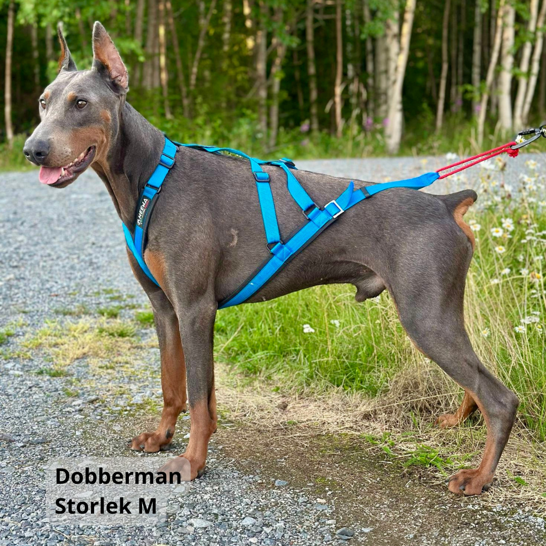 NEEWA sled dog X-back