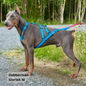 NEEWA sled dog X-back