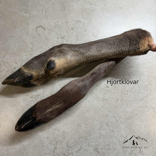 Red deer hoof