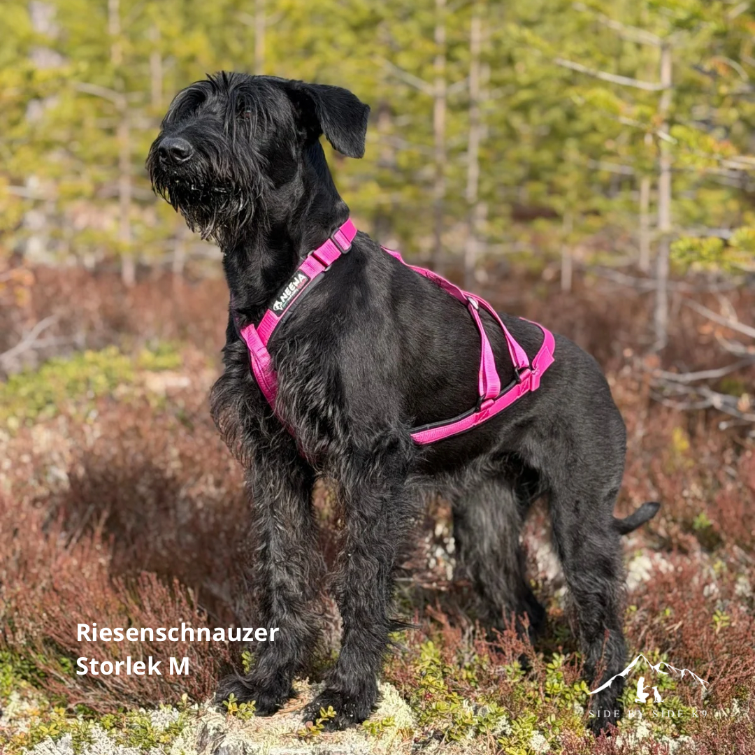 NEEWA sled dog X-back
